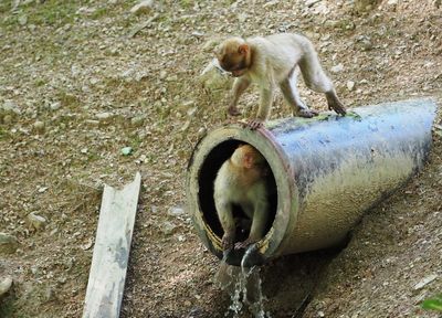 Barbary macaque - plumbing job