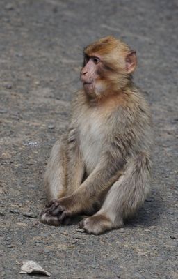 Barbary macaque - oh