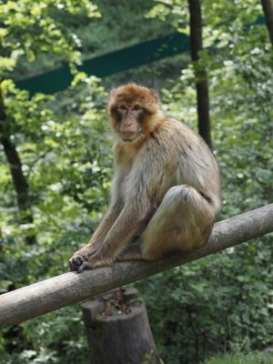 Barbary macaque