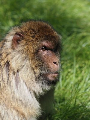 Barbary macaque