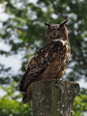 Eagle owl