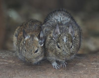 Degus