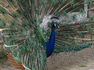 Peacock