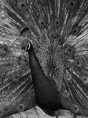 Peacock - detail BW