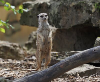 Meerkat - keeping an eye on things