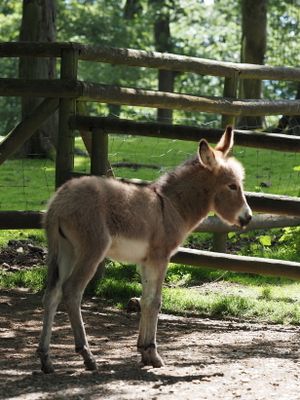 Donkey foal