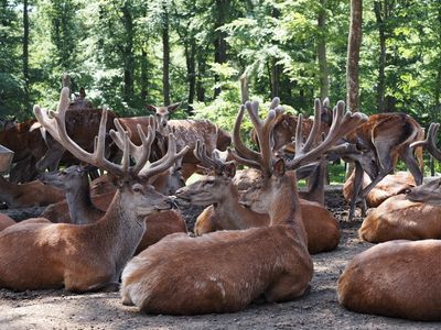 Red deer - antlers