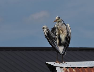 Grey heron