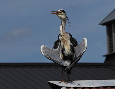 Grey heron