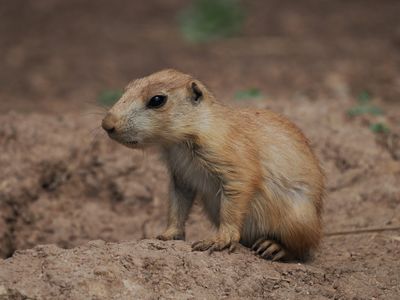 Prairie dog