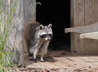Racoon
