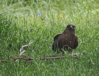 Black kite