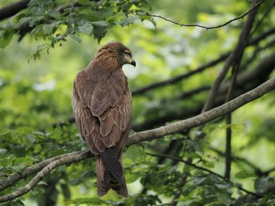 Black kite