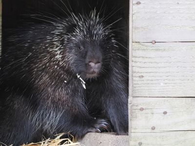 Porcupine