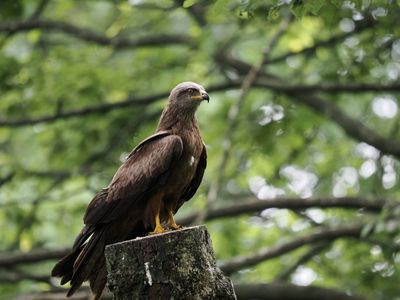 Black kite