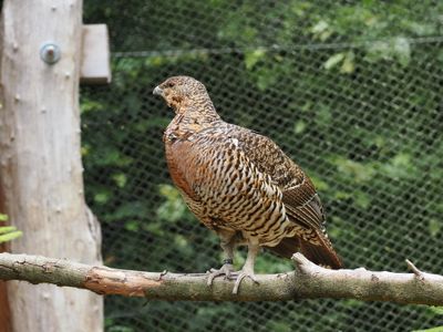 Capercaillie - female