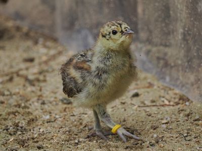 Capercaillie - chick
