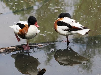 Common shelduck