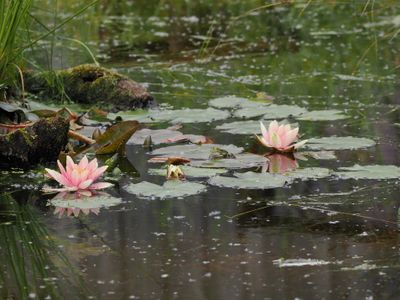 Water lilies