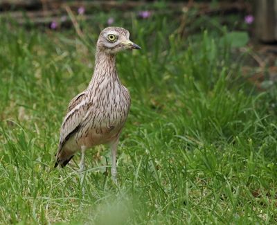 Eurasian stone-curlew