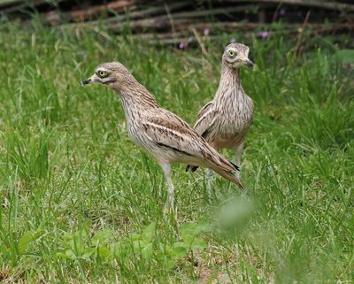 Eurasian stone-curlew