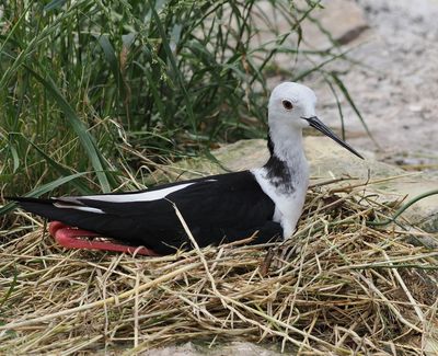 Black-winged stilt