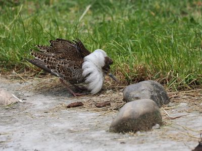 Ruff - Calidris pugnax