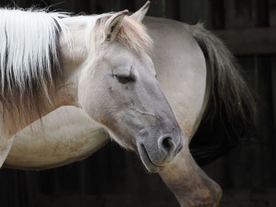 Tarpan horse