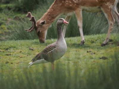 Greyleg goose stealing the show