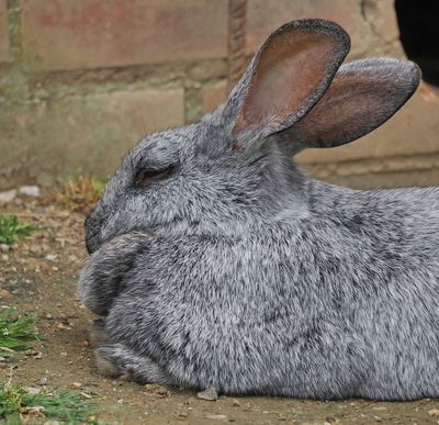 Rabbit