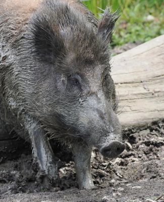 Wild boar
