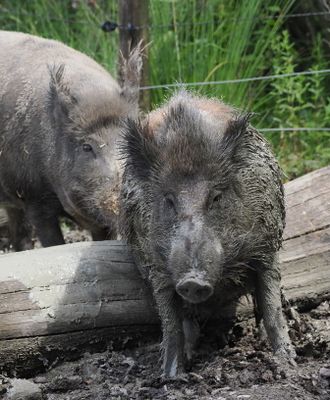 Wild boar