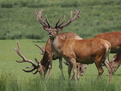 Red deer