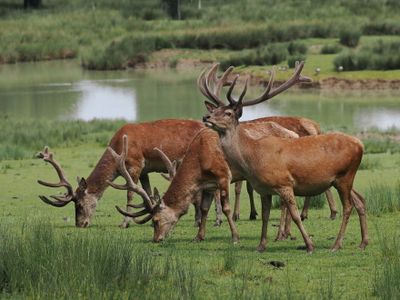 Red deer