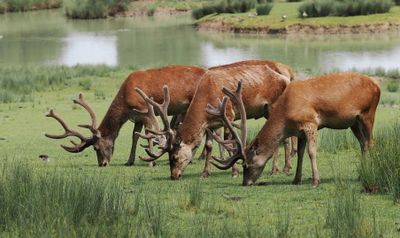 red deer - line up