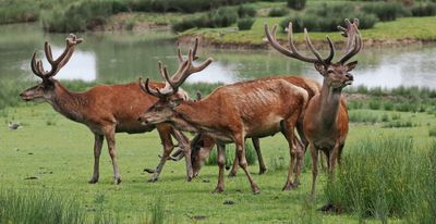 Red deer