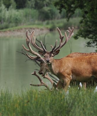 Red deer