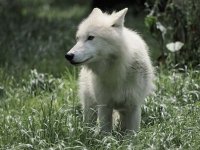 Arctic wolf
