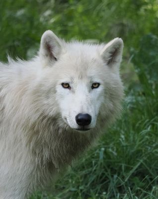 Arctic wolf