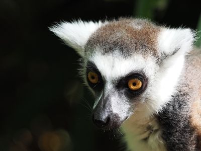 Lemur