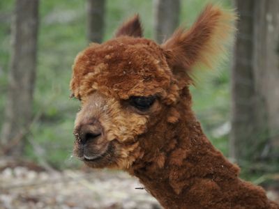 Alpaca