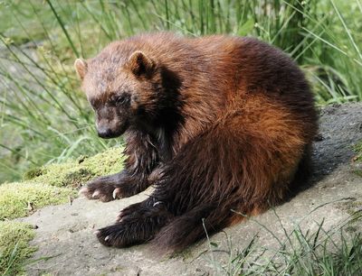 Wolverine