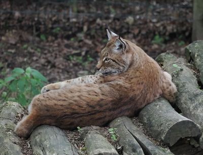 Lynx