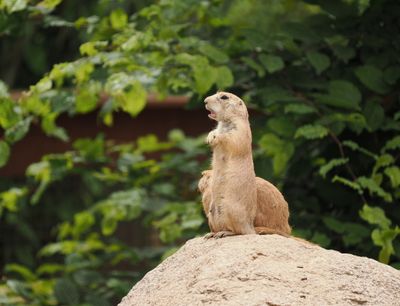 Prairie dog