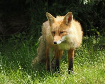 Fox