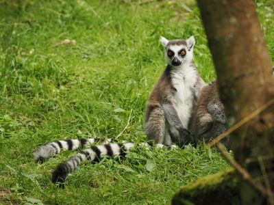 Lemurs