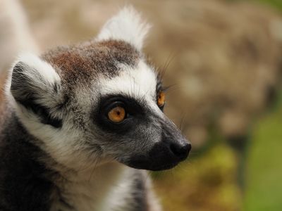 Lemur