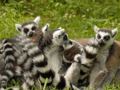Lemurs - lots