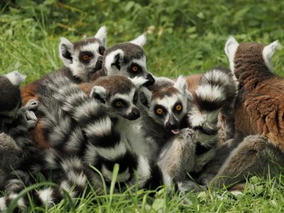 Lemurs - lots