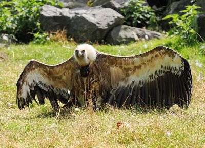 Vulture